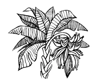 Commercially grown banana plant