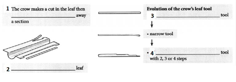 IELTS Reading Passage – Crows Can Be Craftsmen too 