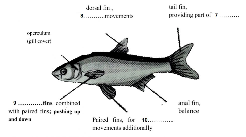 Undersea Movement Reading Answers 